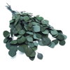 Eukalyptus populus -stabilizovaný 5-6ks