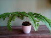 Umelá rastlina- Papraď 30 cm