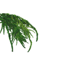 Amarantus stabilizovaný 4-5ks rastlín