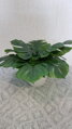 Umelá rastlina- Monstera