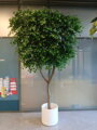 Fikus benjamin 300cm 