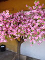 Kvitnúci strom sakura- extra široká koruna 200cm