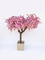 Kvitnúci strom sakura- extra široká koruna 200cm
