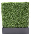 Zástena buxus 100cm x 60cm