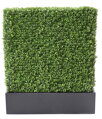Zástena buxus 100cm x 60cm