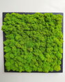 Stabilizovaný finský mech 1kg - May Green 