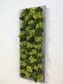 Dvojfarebný machový obraz v sivom ráme 60cm x 20cm 