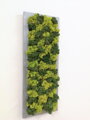 Dvojfarebný machový obraz v sivom ráme 60cm x 20cm 
