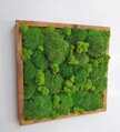 Machový obraz- kopčekový mach 35cm x 35cm 
