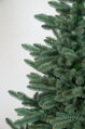 Jedlička stříbrná 150cm