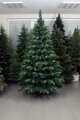 Borovica so šiškami- 220 cm