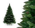 Borovica so šiškami- 220 cm