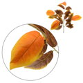 Umelý list- Mango jesenné 70cm 