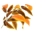 Umelý list- Mango jesenné 70cm 