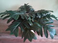 Monstera
