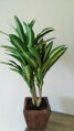 Umelá rastlina- Dracena 60cm