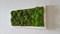 Dvoubarevný mechový obraz 20cm x 40cm 
