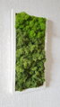 Dvojfarebný machový obraz 15cm x 30cm 