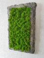 Machový obraz s atypickým rámom 50 cm x 35 cm 
