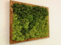 Dvojfarebný machový obraz 50cm x 60cm 