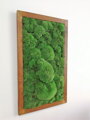 Machový obraz- kopčekový mach 100cm x 60cm