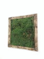 Machový obraz- lesný mach 35cm x 35cm 