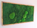 Machový obraz- lesný mach 50cm x 90cm 