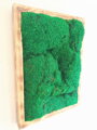 Machový obraz- lesný mach 75cm x 55cm 