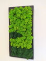 Mechový obraz v černém dřevěném rámu 50cm x 25cm
