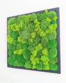 Machový obraz z kopčekového machu 40cm x 40cm 