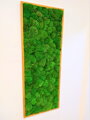 Machový obraz- kopčekový mach 100cm x 50cm