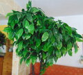 Orech zelený 250cm 