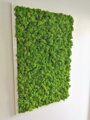 Machový obraz v bielom ráme 100cm x 65cm