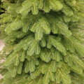 Borovica Limba 200cm- 100% 3D