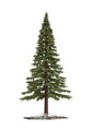 Vianočný stromček Borovica extra do interiéru 500cm 