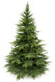 Smrek Kaukazský 3D- 250cm