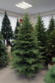 Smrek Kaukazský 3D- 250cm