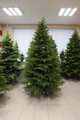 Borovica Limba 200cm- 100% 3D
