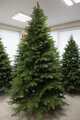 Borovica Limba 200cm- 100% 3D