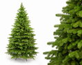 Borovica Limba 200cm- 100% 3D