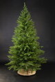 Smrek Premium 100% 3D- 230cm