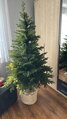 Smrek Prestige na pni 100% 3D- 185cm 