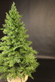 Smrek Tirolský 3D- 200cm 