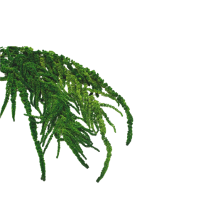 Amarantus stabilizovaný