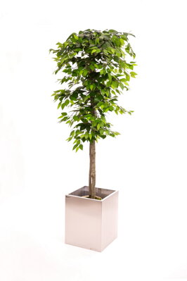 Umělý strom- Fíkus zelený klasik 180cm