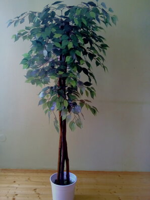 Fikus zelený klasik 160 cm