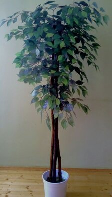 Fikus zelený klasik 130 cm