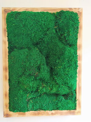 Machový obraz- lesný mach 75cm x 55cm 
