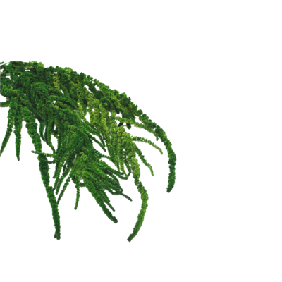 Amarantus stabilizovaný