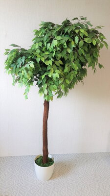 Fíkus zelený atyp 210 cm